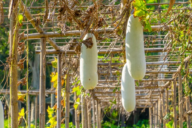 Foto melone invernale o ortofrutticolo in giardino verde sulla struttura superiore