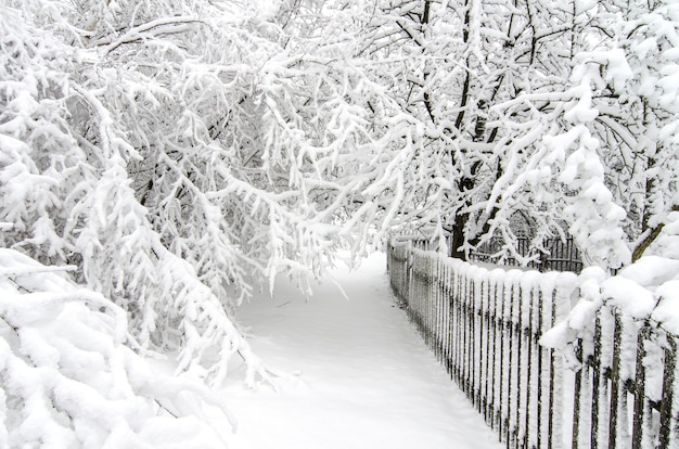 Winter met sneeuw op bomen