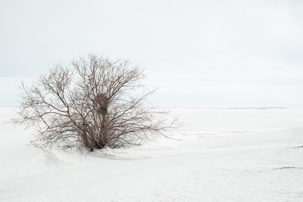 Winter minimalistic landscape with a lonely bush without leaves and a snowy field, copy space. Can be used as natural winter background