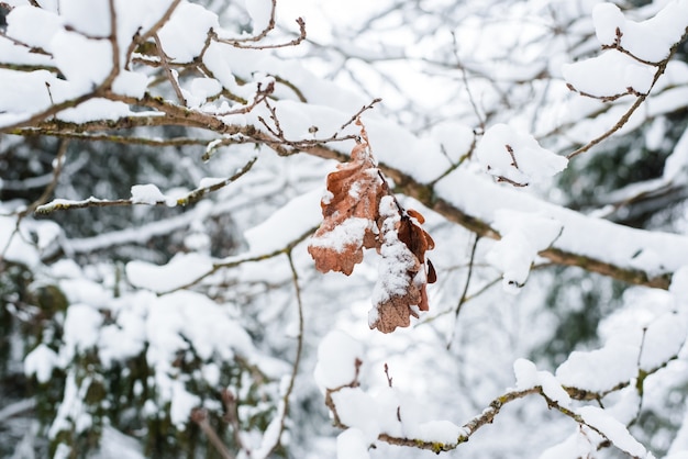 Winter mood. Dried oak leaves on a branch in the winter forest.