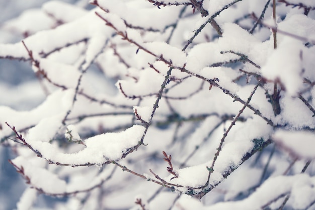 冬の気分。雪の中で木の枝。