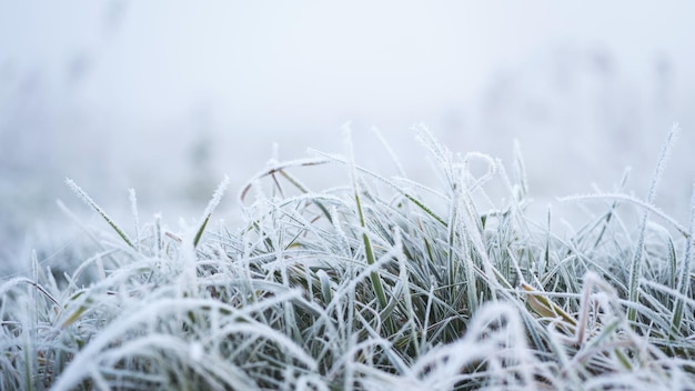 Gelo mattutino invernale sull'erba nel campo del prato primo piano del ghiaccio sull'erba nel campo