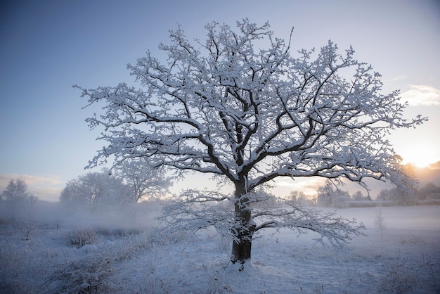 Winter morning landscape with frosted trees snowy road snow and fog beautiful countryside view