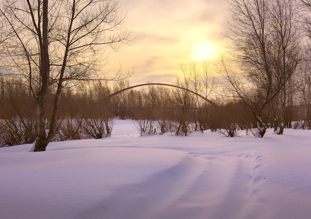 겨울 아침, 나무 아치 사이 얼어붙은 강둑에 있는 Ob Snowdrifts