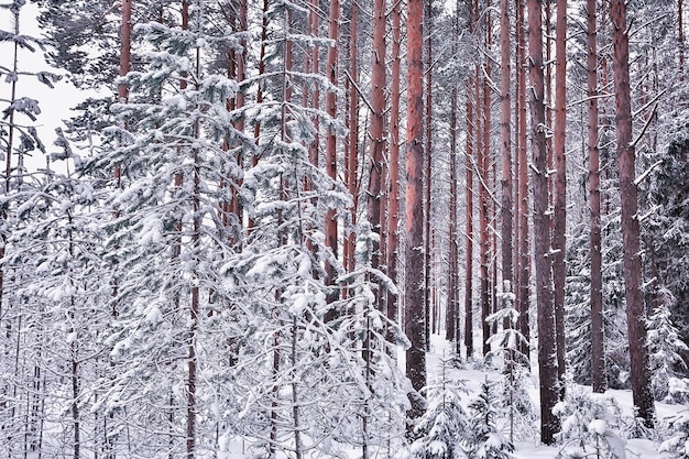 winter morning in a pine forest landscape, panoramic view of a bright snowy forest