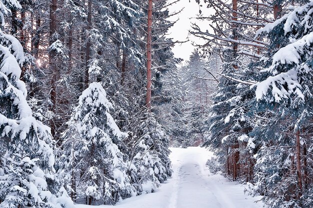 winter morning in a pine forest landscape, panoramic view of a bright snowy forest