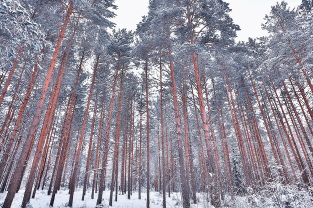 소나무 숲 풍경의 겨울 아침, 밝은 눈 덮인 숲의 탁 트인 전망