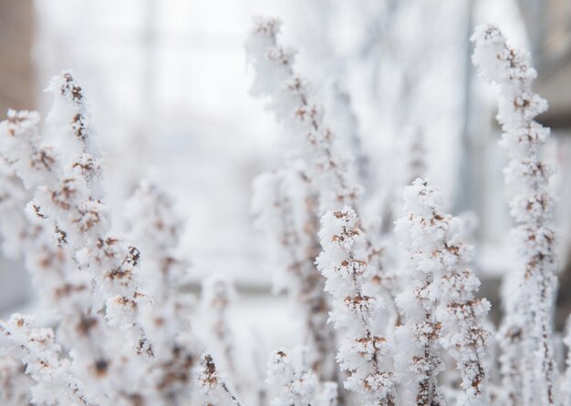 사진 반짝이는 흰 서리가 내리는 겨울 아침
