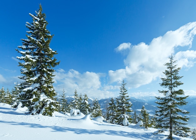 Winter mountain fir forest snowy landscape top of Papageno bahn Filzmoos, Austria