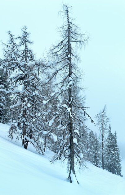 Winter mountain foggy dull day snowy landscape