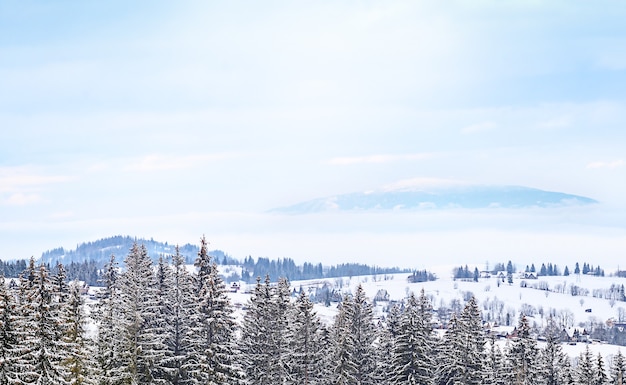 Winter In The Mountain Forest.