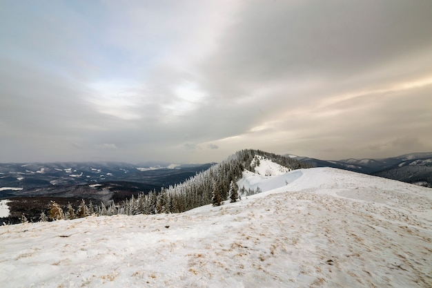 Winter mountain landscape, snowy peaks and spruce trees under cloudy sky on cold winter day.