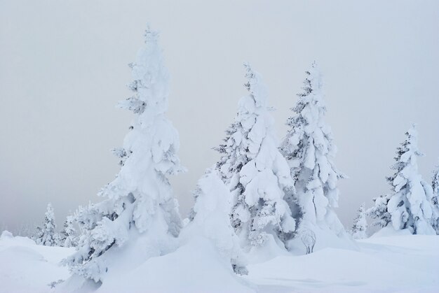 Winter mountain landscape - view from a slope on a snowy forest in a frosty haze