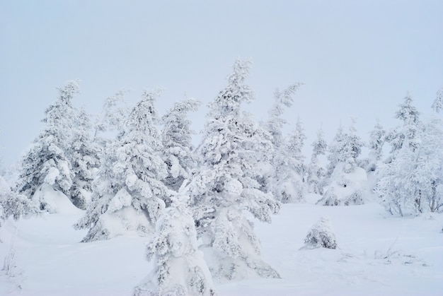 凍るような霞の中の雪に覆われた森の斜面からの冬の山の風景の眺め