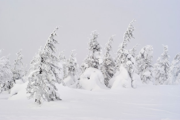 Winter mountain landscape - view from a slope on a snowy forest in a frosty haze