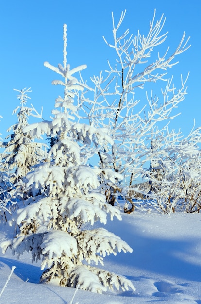 日の出の光の中で雪に覆われたモミの木と冬の山の風景。