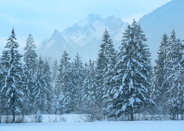 雪に覆われたモミの森と冬の山の風景。