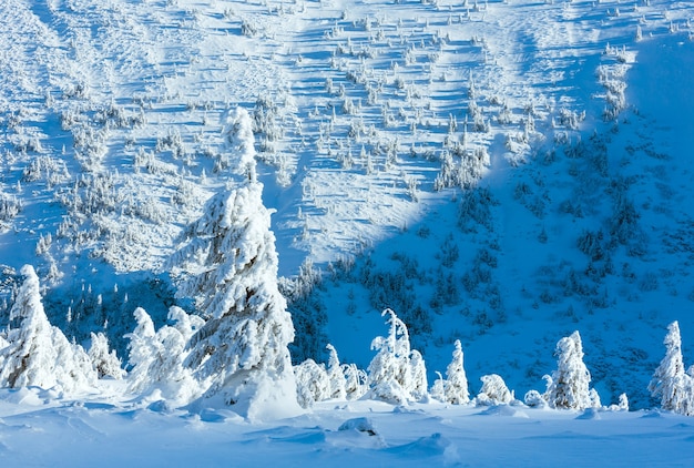 正面の斜面に雪に覆われた木々と冬の山の風景