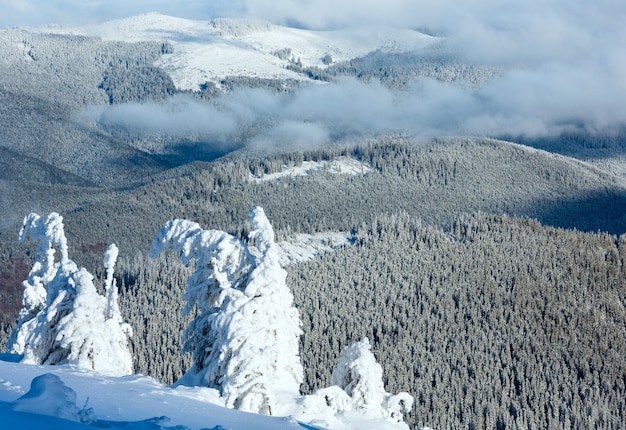 正面の斜面に雪に覆われた木々と冬の山の風景