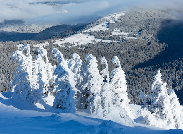 正面の斜面に雪に覆われた木々と冬の山の風景