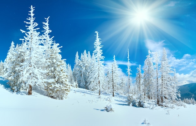 Winter mountain panorama with fir forest on mountainside (Carpathian Mountains, Ukraine).