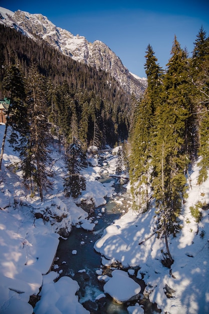 Photo winter mountain river in the forest