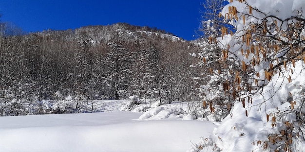 冬の山と白い雪の風景森の松の木