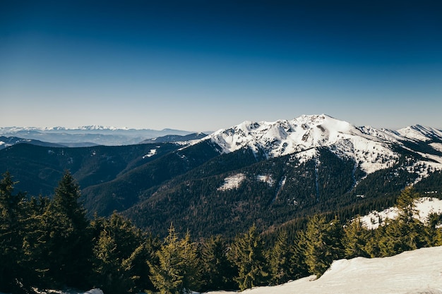 Resti delle montagne d'inverno della foresta di conifere della primavera della neve