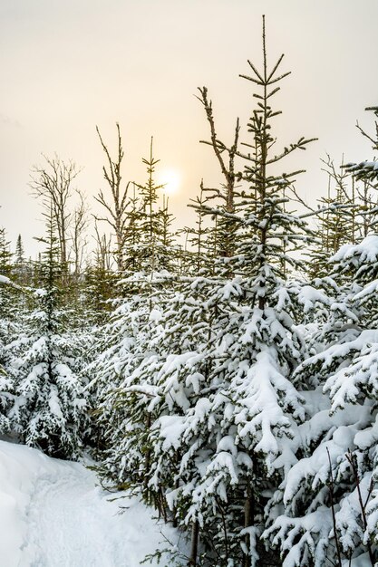 Winter in the mountains The sun pierces the mist over a fir forest covered with snow