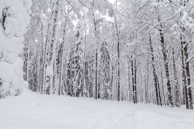 山の冬