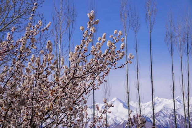 Winter moutains with snow