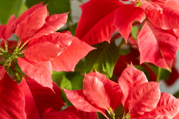 Sfondo floreale naturale invernale fiori di poinsettia rossi sfocati bokeh astratto