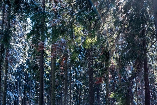 Winter natural landscape spruce forest after snowfall