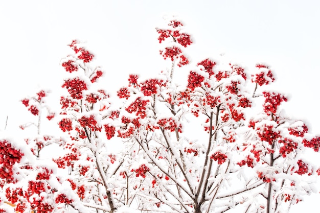 冬の自然の背景。霜の中に赤いベリーの枝。クリスマスや新年のコンセプト。季節のご挨拶と休日のお祝い。雪に覆われたナナカマドの木。