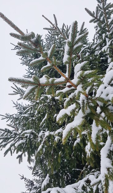 冬の自然の背景。降雪のトウヒの木。