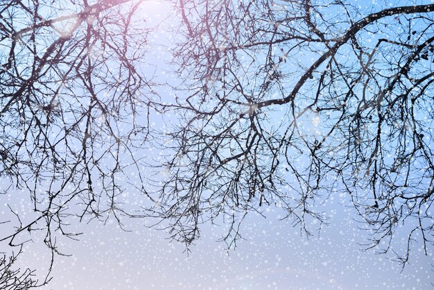 木々や雪のシルエットと冬の自然の背景