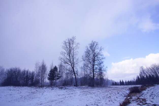 Winter nature background