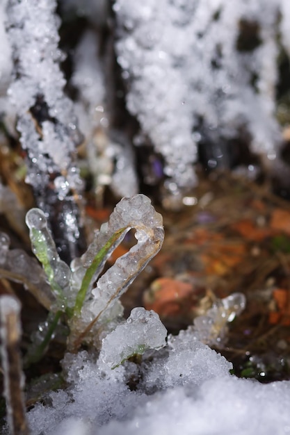 Foto dettagli sulla natura invernale nelle campagne dell'europa orientale erba congelata e neve che si scioglie in una giornata di sole