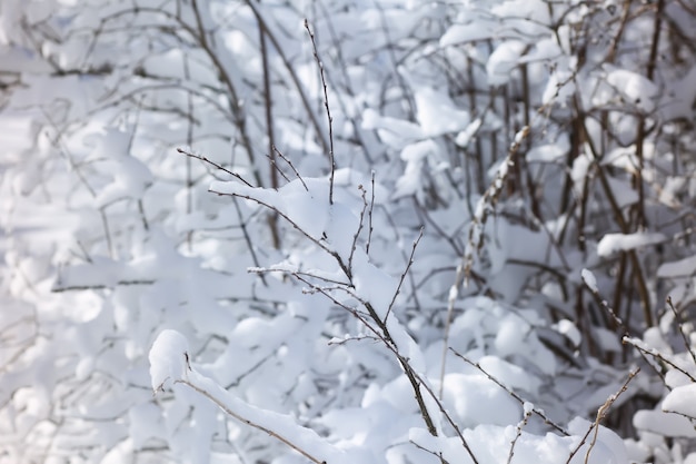 東ヨーロッパの田舎の冬の自然の詳細。寒い晴れた日には雪に覆われた木の枝。