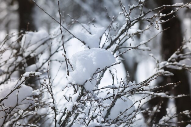 Winter nature details in countryside in East Europe Snow covered tree branches in cold sunny day