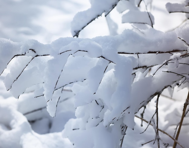 Winter nature details in countryside in East Europe Snow covered tree branches in cold sunny day