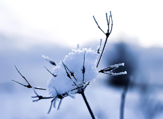 Winter nature details in the countryside East Europe