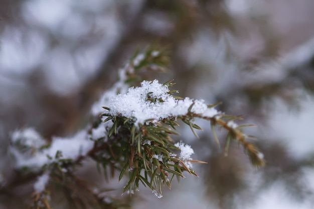 Winter nature details in countryside. Juniper tree prickly branches in snow