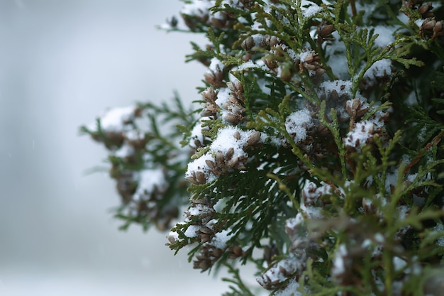 Winter nature details in countryside. Thuja tree branches in snow.