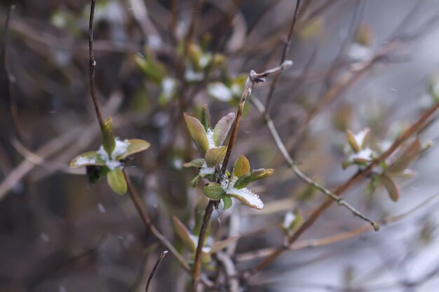 Winter nature details in countryside.