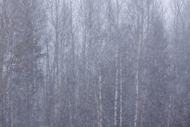 Фото Детали зимней природы в сельской местности.