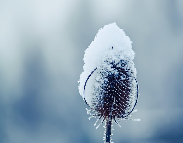 Dettagli della natura invernale