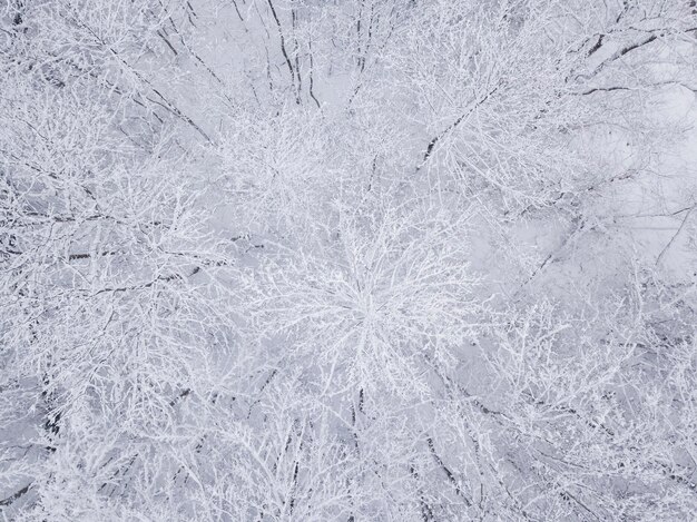 Photo winter nature forest landscape. aerial top down view of mixed snow covered trees. winter background.