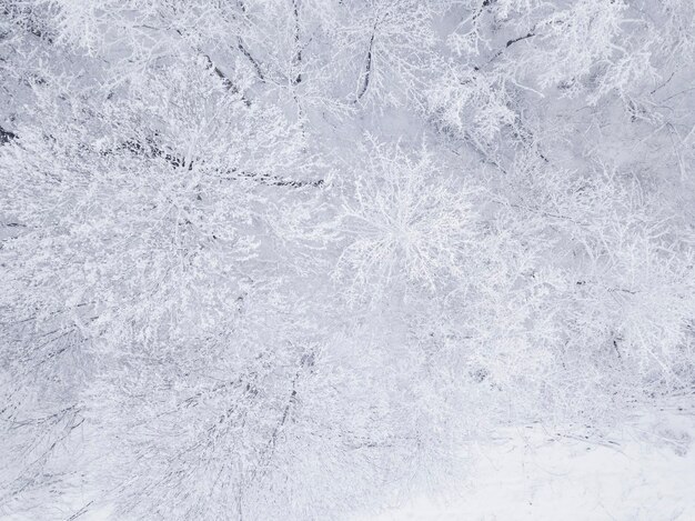 Winter nature forest landscape. Aerial top down view of mixed snow covered trees. Winter background.