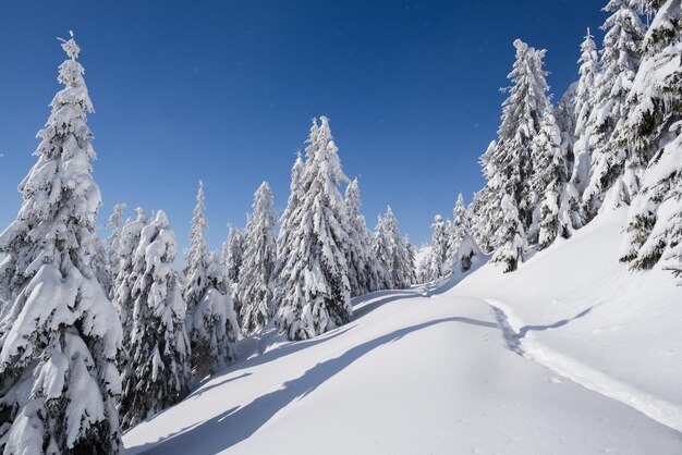 冬の自然 トウヒの森と雪の中の歩道のある風景 澄んだ青い空と晴れた凍るような天気